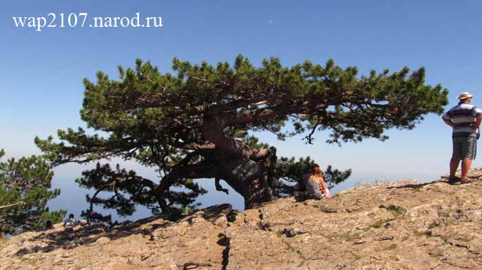 Видеоэкскурсия по Кореизской тропе. 12 июля 2016 г.